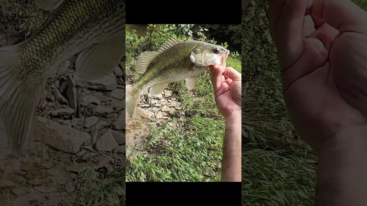 I caught SOOOOO many bass during my fishing tournament!