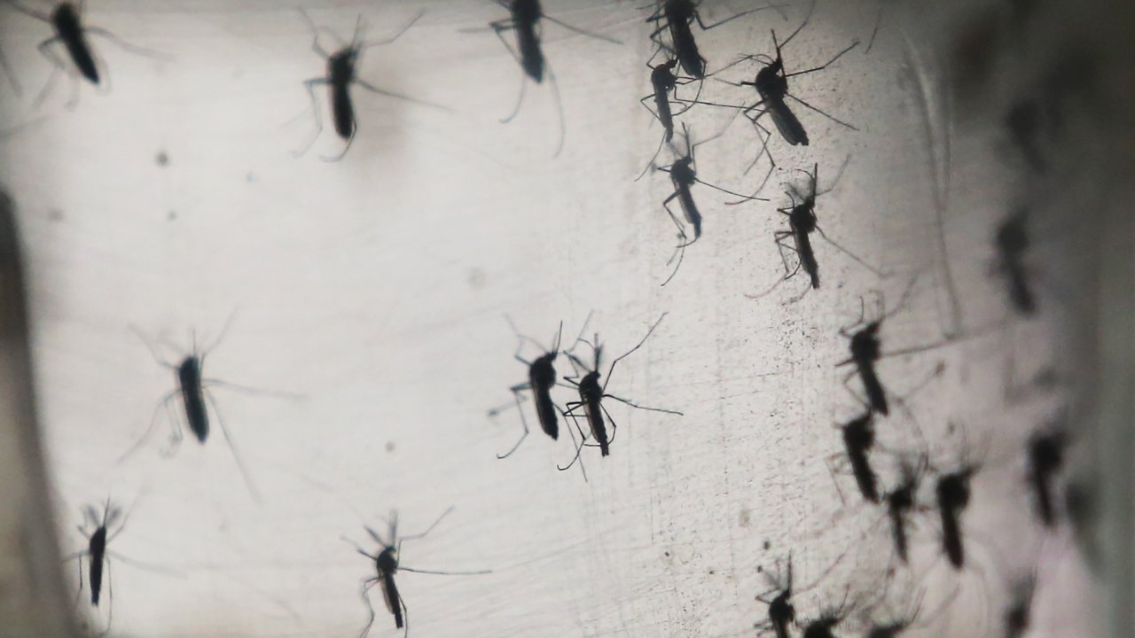 India Dealing With Large Zika Virus Outbreak