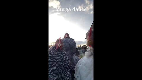 🤣🤣🤣🤣cock funny dance🤣🤣🤣