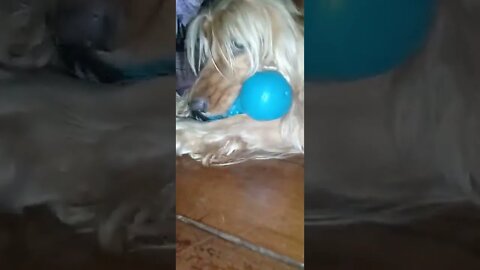 Golden dog