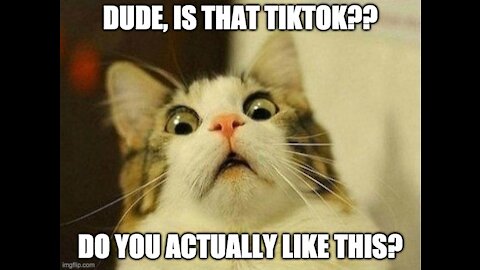 Viral Cat Videos on Tiktok