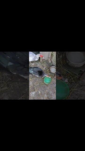 Muscovy duck has gotten off her eggs to eat and drink