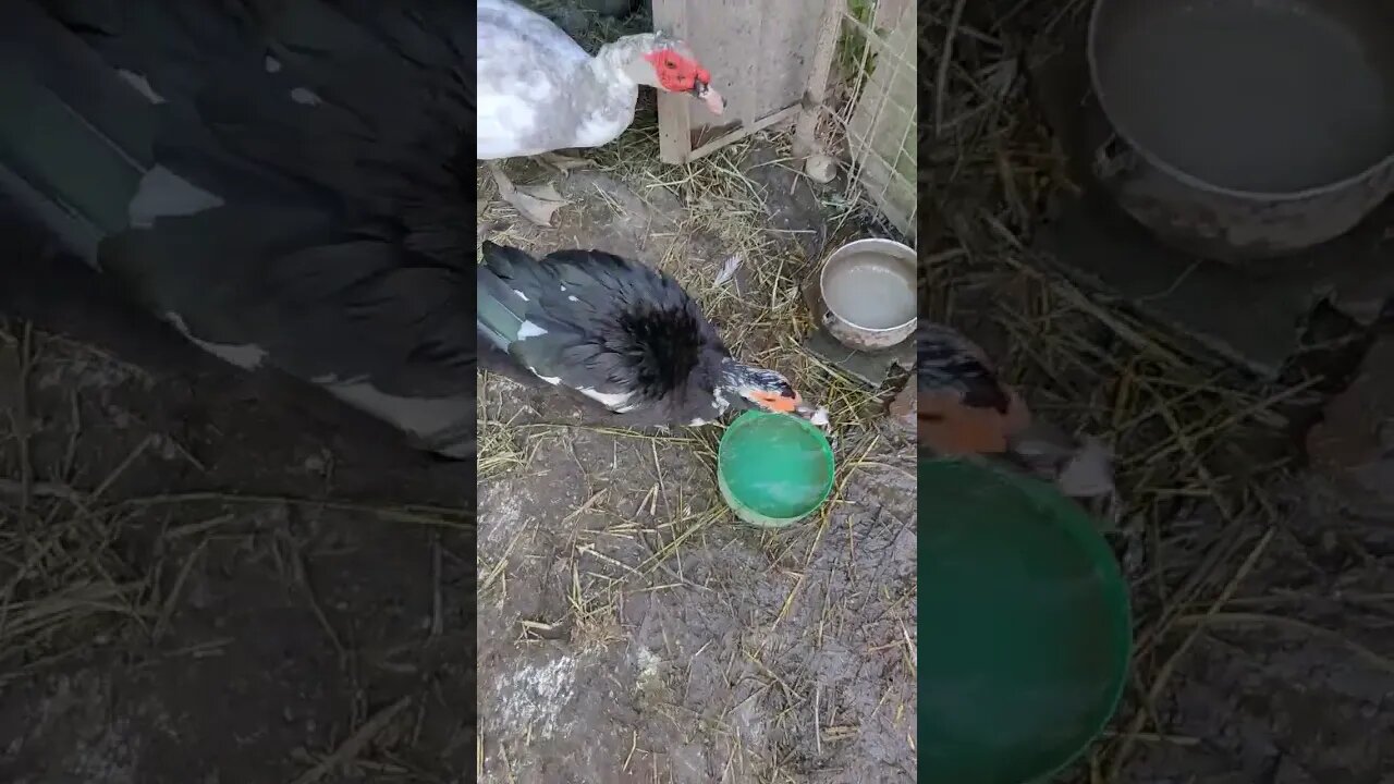 Muscovy duck has gotten off her eggs to eat and drink