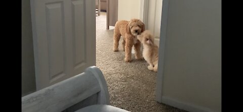 Puppy Love - Mini Goldendoodles