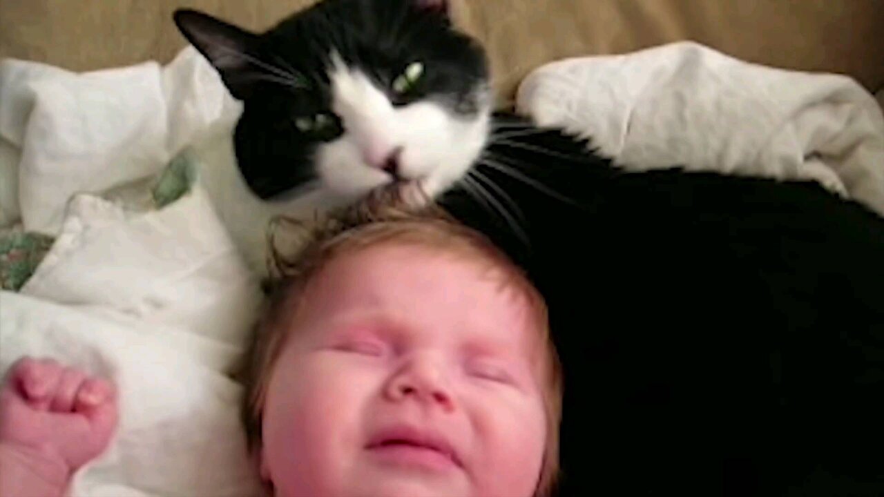 Cat and baby very funny child baby comedy 5 second