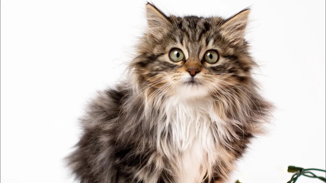 Funny Cats! 😹 Scared This Kitty So Bad That Its Soul LEFT Its Body! 🏃🏽♂️💨😹 (#141) #Clips