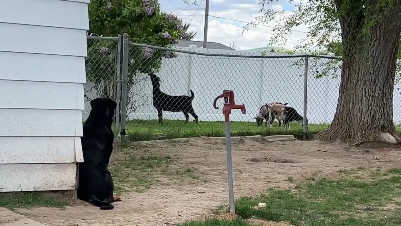 Rottweiler Protects Livestock