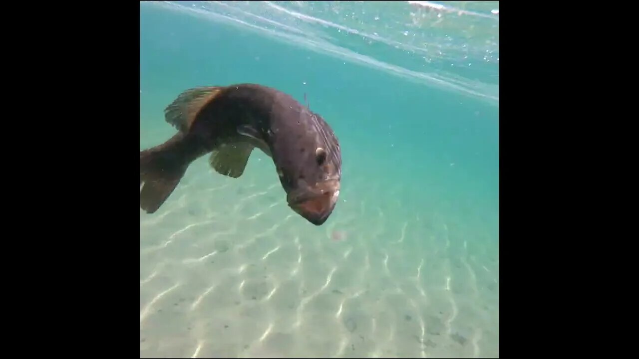 Releasing the fish