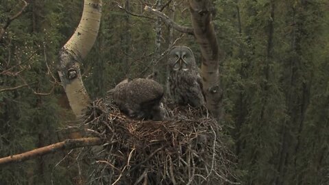 Great Gray Owl Family