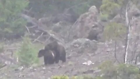 RARE FOOTAGE! GRIZZLY BEARS BREEDING!! GIANT BOAR GRIZZ!