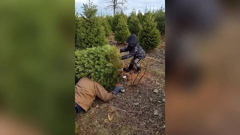 "Hilarious Tree Cutting Fail"