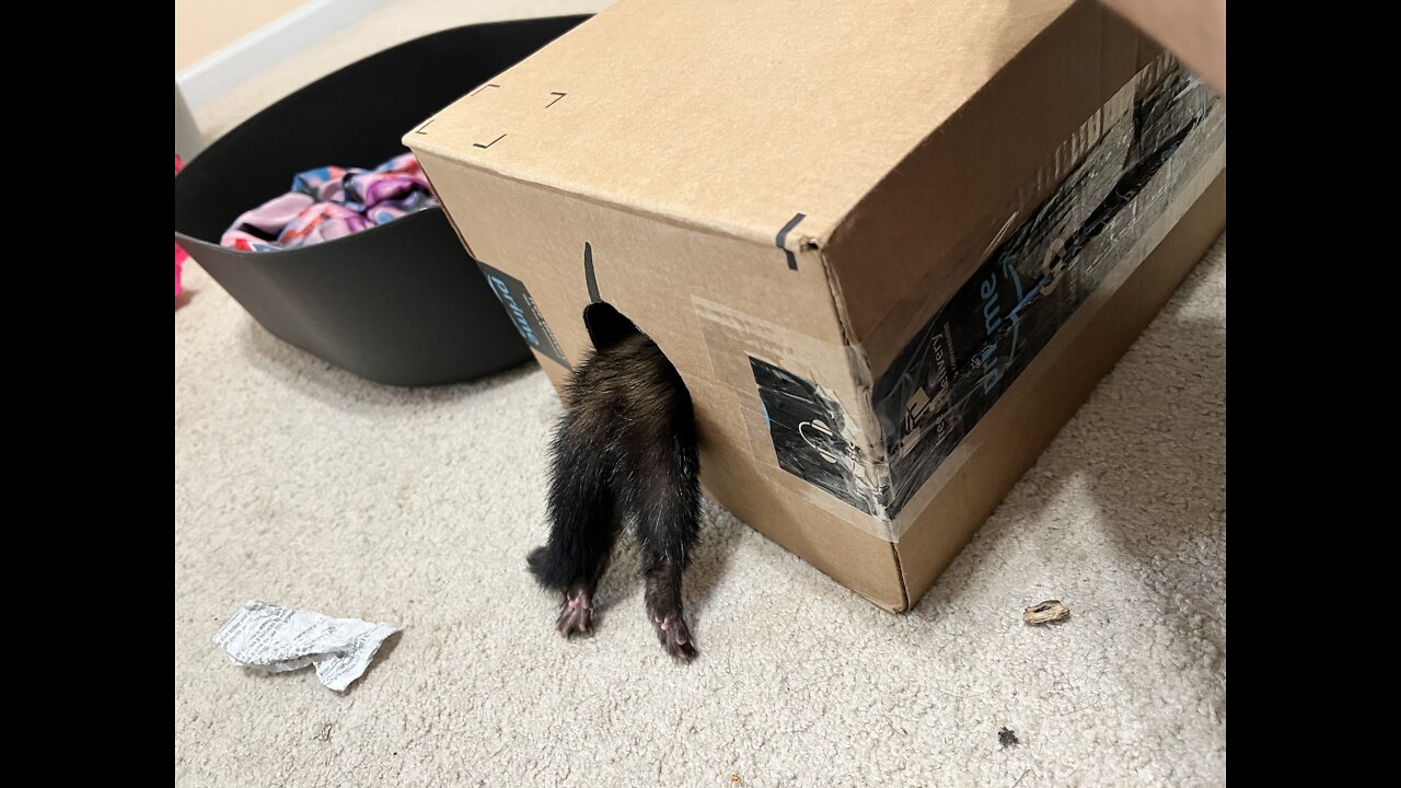 Pancake the crazy ferret