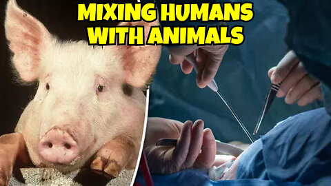 PIGS ORGANS ARE USED FOR HUMANS