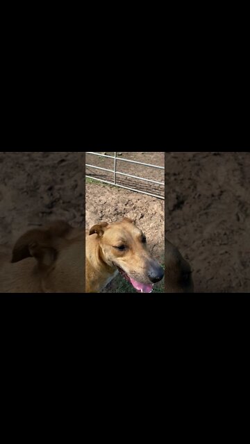 Timid dog saved from Death Row enjoying his First Christmas in his new Happy Forever Home