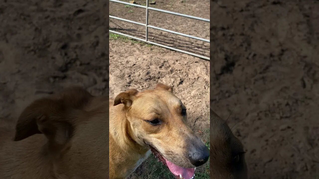 Timid dog saved from Death Row enjoying his First Christmas in his new Happy Forever Home