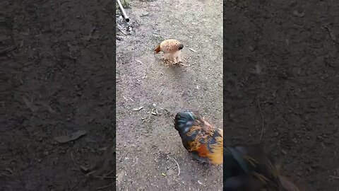 Hen that is usually with the duck is out seeing if she likes this rooster