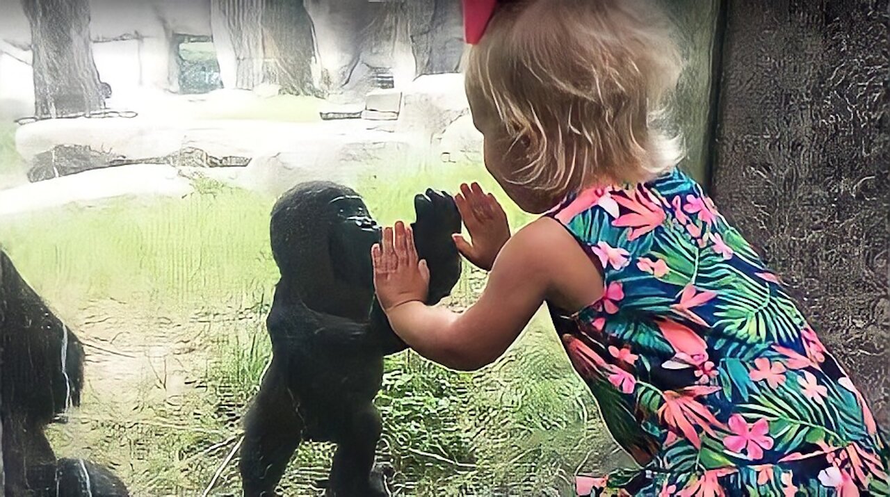 Animals Trolling Kids At Zoo 2 - Try Not To Laugh Funny Animal 2021 | Pet Squad Pet