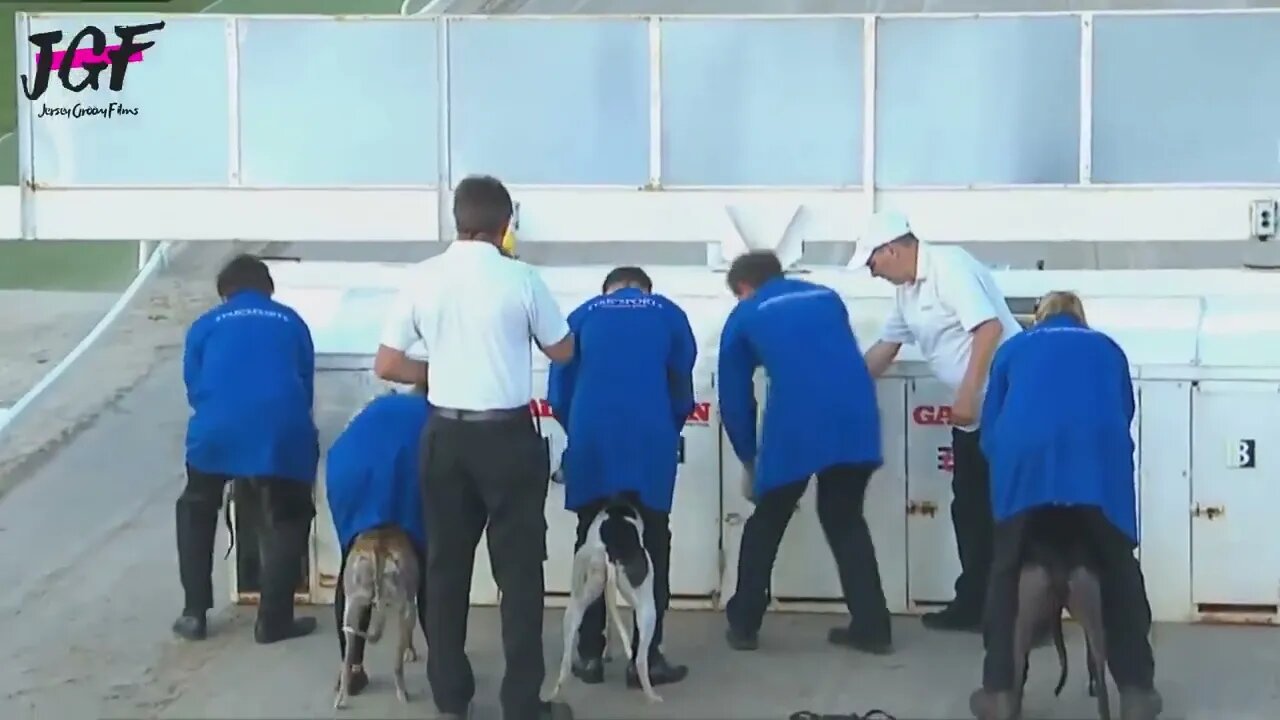 Greyhound dog racing - Track race 480m