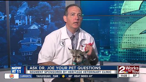 Ask Dr. Joe Your Pet Questions