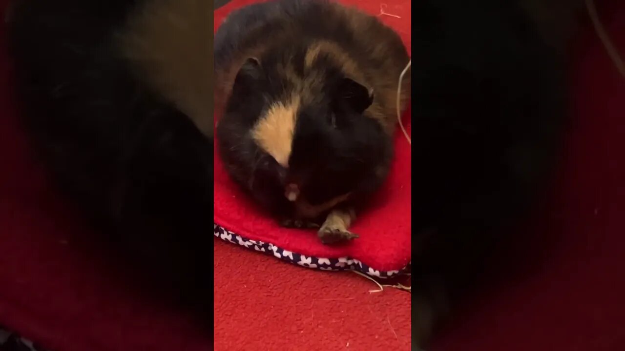 Guinea pig yawning 🥱