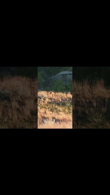 Hunting Coyotes #shorts #dog #animals #hunter #200