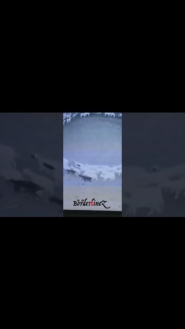 lo strano caso delle pecore che girano in cerchio da giorni