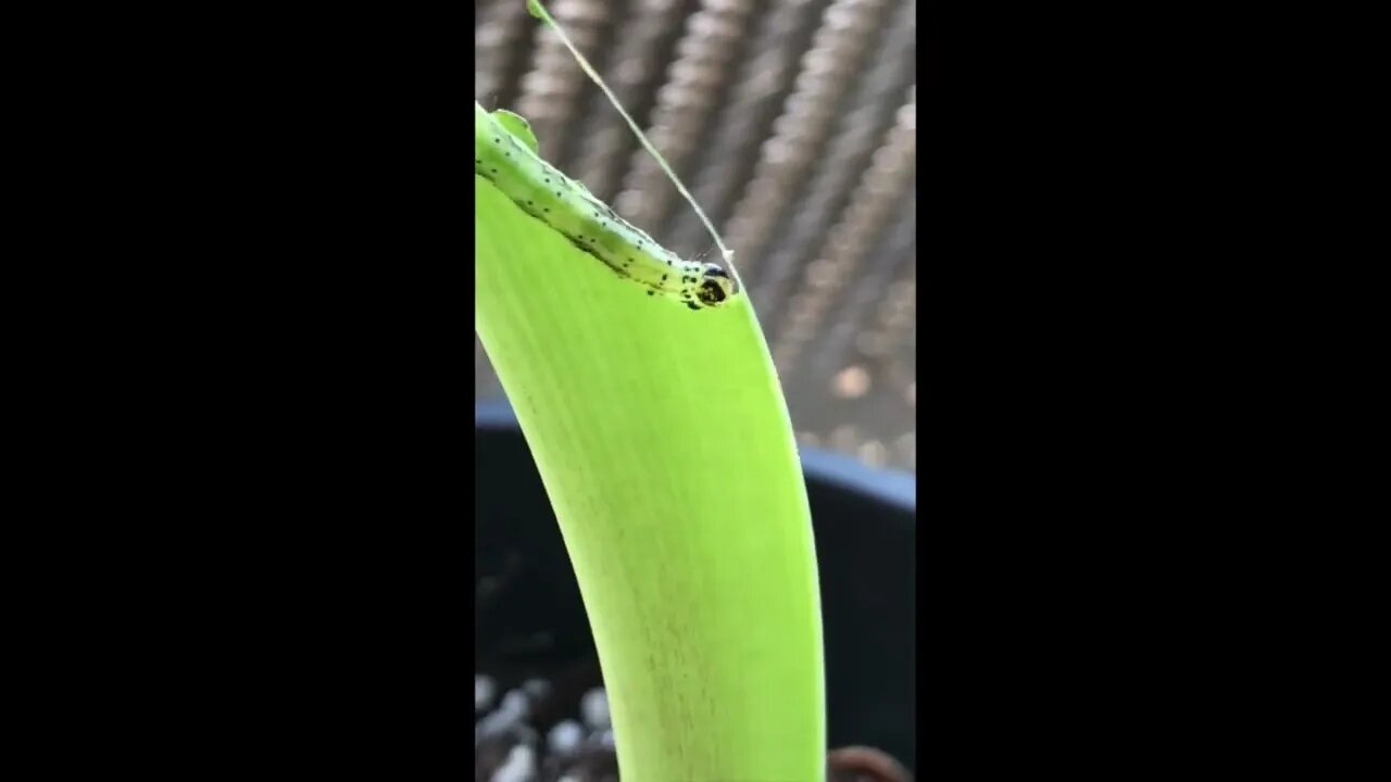 Inchworm LOVES my Amaryllis Flower's Leaves