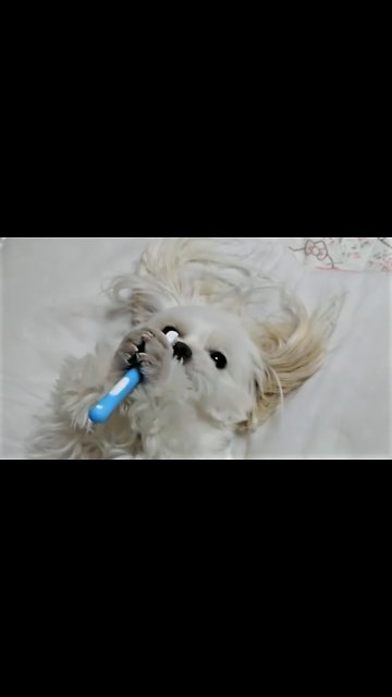 Maltese puppy adorably plays with owner's toothbrush
