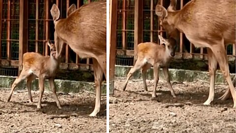 Three new little fawns were born in our park this week!