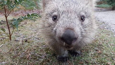 Furry Wombats Rolling Over - An Adorable Compilation.