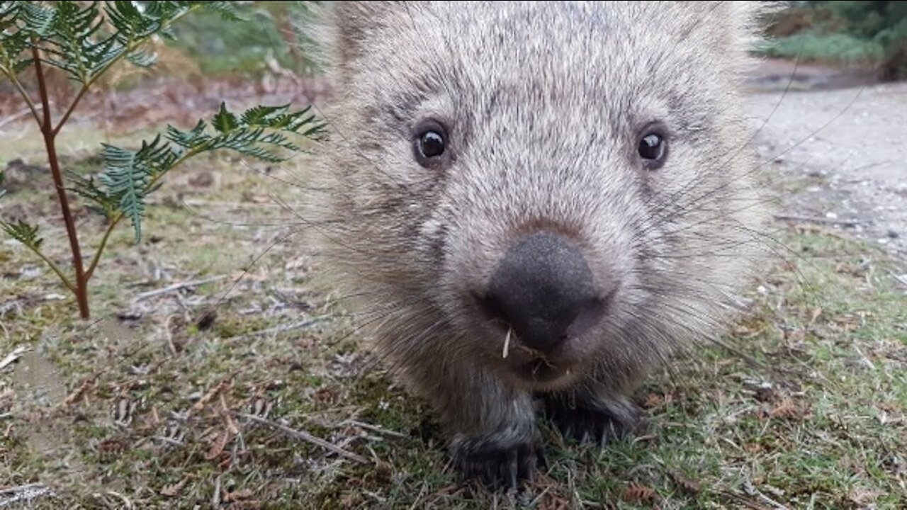 Furry Wombats Rolling Over - An Adorable Compilation.