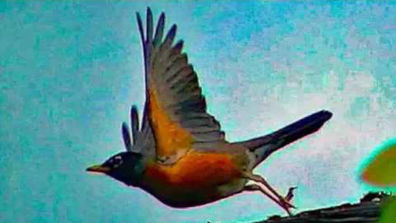 IECV NV #221 - 👀 American Robin On The Roof 🐦4-27-2016