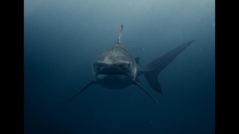 Man bitten by shark