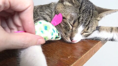 Adorable Little Cat Hugs a Toy Mouse