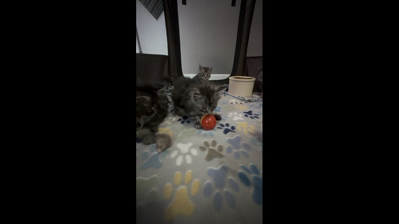 Baby Maine Coons!