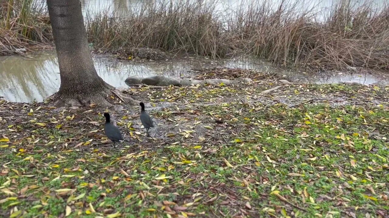 Fremont Central Park (Elizabeth Lake) after heavy rains on a Sunday afternoon.