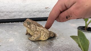 Franklin Resumes Bug Patrol at the Sunfinch Greenhouse