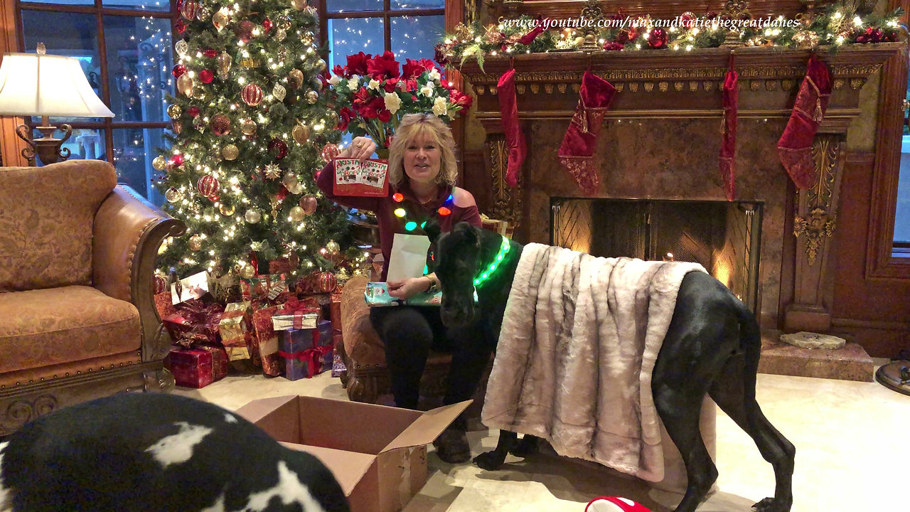 Great Dane Puppy and Cat Enjoy Christmas Chicken Gifts from Florida You Tube Friend