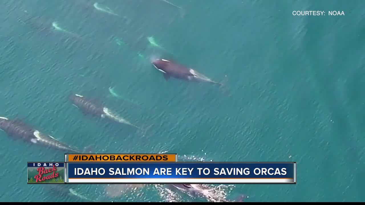 Idaho waterways could hold key to saving orcas