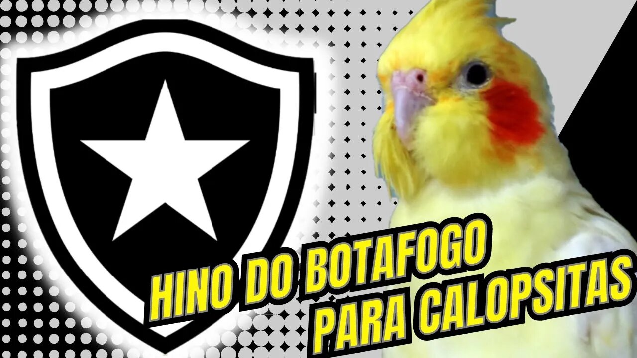 HINO DO BOTAFOGO PARA CALOPSITAS