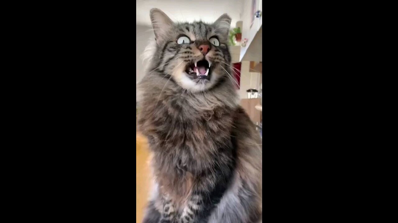 Funny cat voices