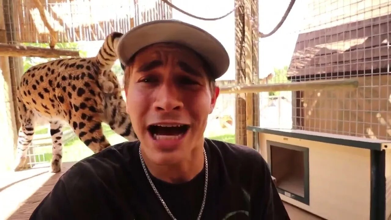 NEWBORN KITTENS FOUND ABANDONED ON TRAIN-TRACKS ! WHAT HAPPENS ?!
