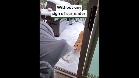 Dog Really Wants To Play In The Snow! #viralclips #viralvideos