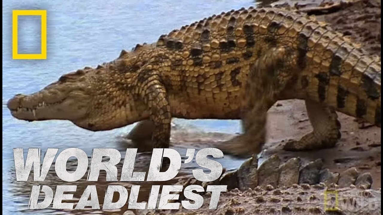 Deadly Crocodiles Hide In Some Rivers