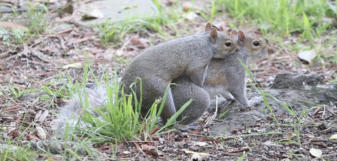 Fondling and playing squirrel