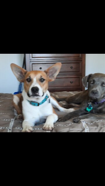 Claire Bear &Tucker Carlson, What????