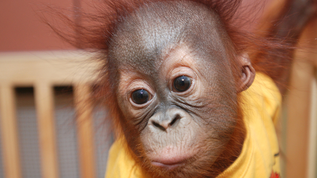 Cute New Born Orangutan