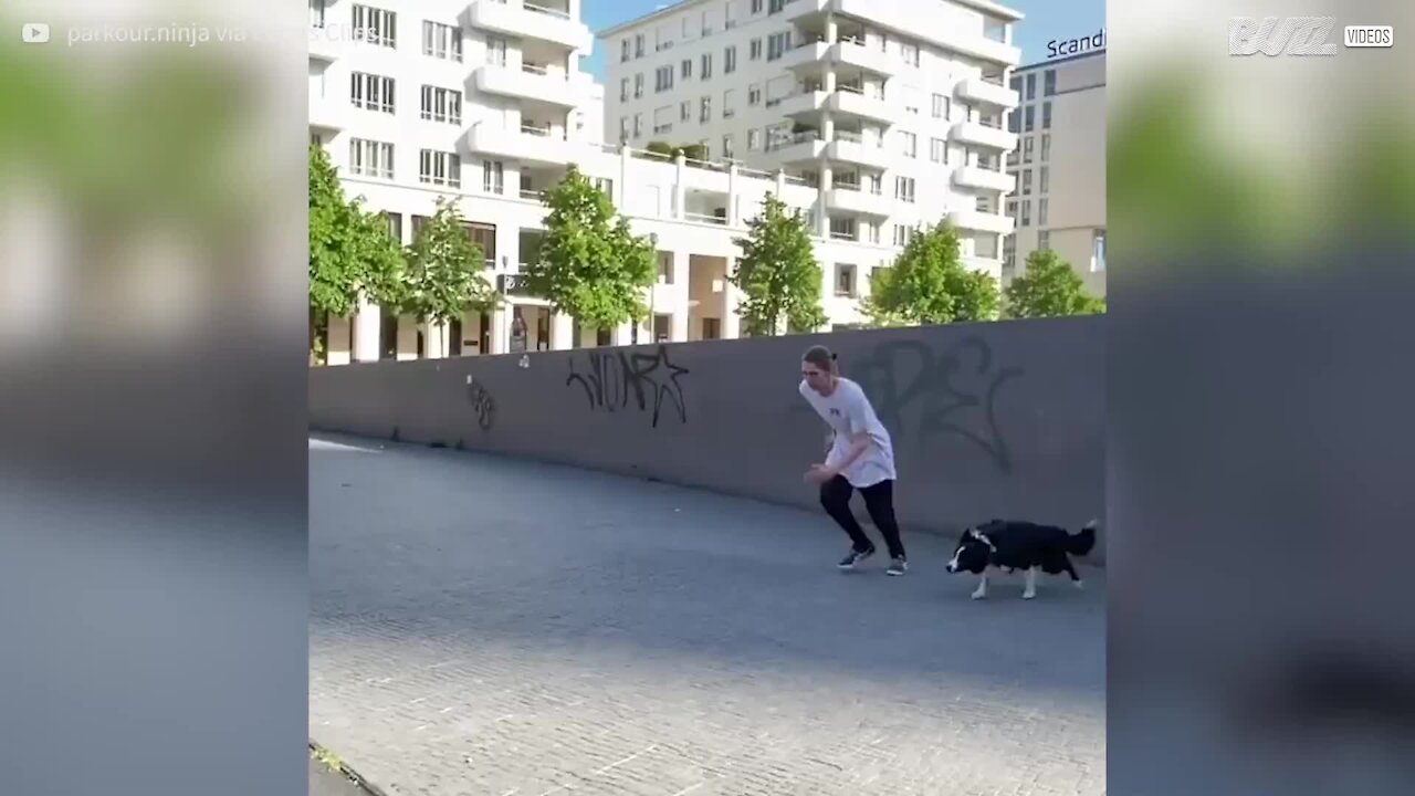 Cão adora fazer parkour com o seu dono!