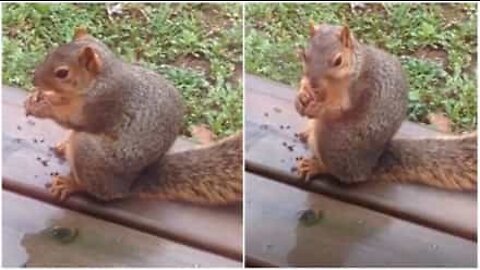 Squirrel hates when it is called fat!