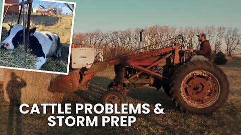 CATTLE PROBLEMS | STORM PREP